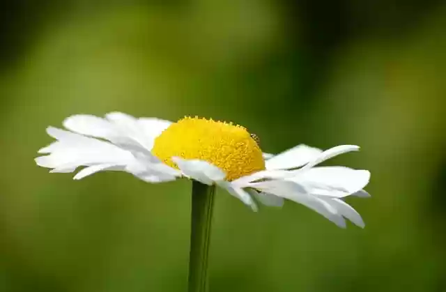 Free download marguerite flower nature garden free picture to be edited with GIMP free online image editor