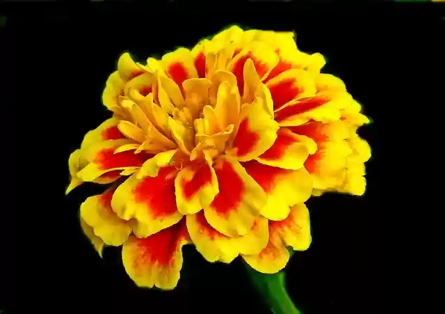 Free download Marigold Flower Colored -  free photo or picture to be edited with GIMP online image editor
