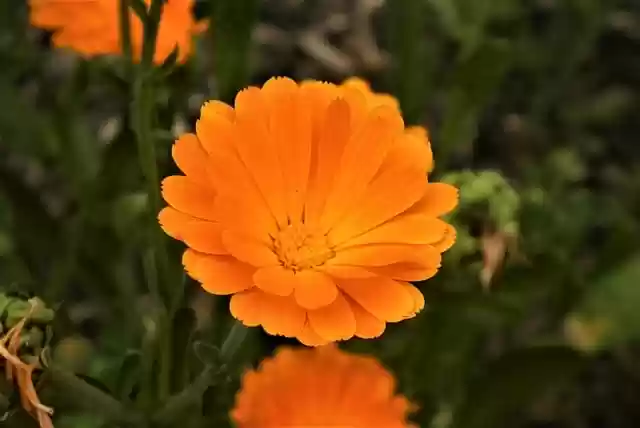 Free download marigold flower orange flower bloom free picture to be edited with GIMP free online image editor