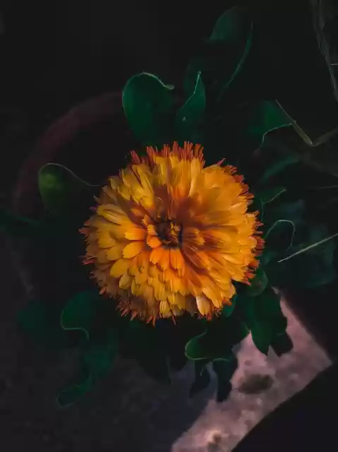 Free download marigold flower plant spring free picture to be edited with GIMP free online image editor