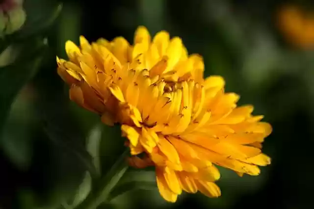Free download marigold medicinal plant blossom free picture to be edited with GIMP free online image editor
