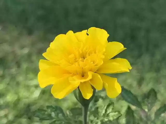 Free download Marigold Yellow -  free photo or picture to be edited with GIMP online image editor