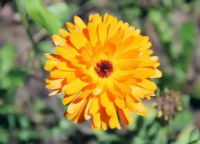 دانلود رایگان گل همیشه بهار طبیعت زرد - عکس یا تصویر رایگان قابل ویرایش با ویرایشگر تصویر آنلاین GIMP
