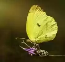 Free download Mariposa Limoncito free photo or picture to be edited with GIMP online image editor