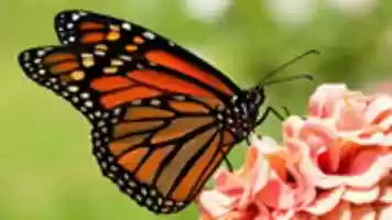 Free download Mariposa Monarca free photo or picture to be edited with GIMP online image editor