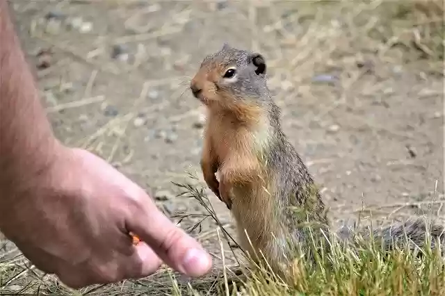 Free download Marmot Outside Wild -  free free photo or picture to be edited with GIMP online image editor