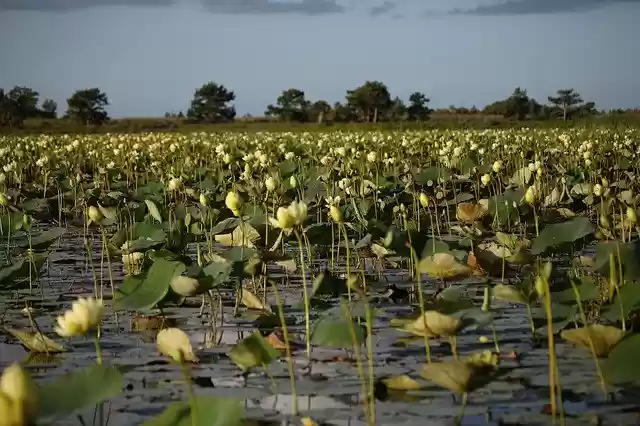 Free download Marsh Florida -  free photo or picture to be edited with GIMP online image editor