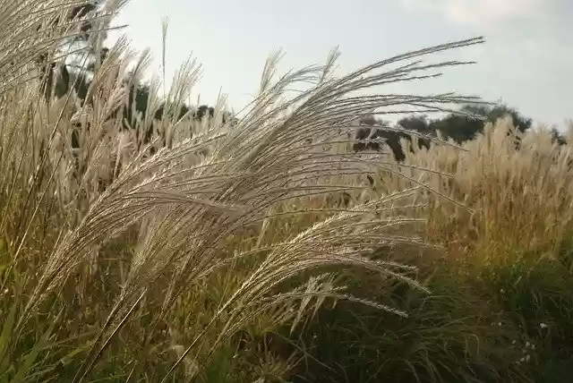 Free download Marsh Grass Stems -  free photo or picture to be edited with GIMP online image editor