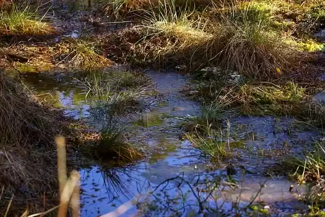 Free download marsh vegetation water free picture to be edited with GIMP free online image editor