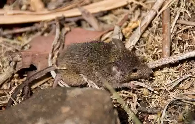 Free download Marsupial Mouse Native -  free photo or picture to be edited with GIMP online image editor