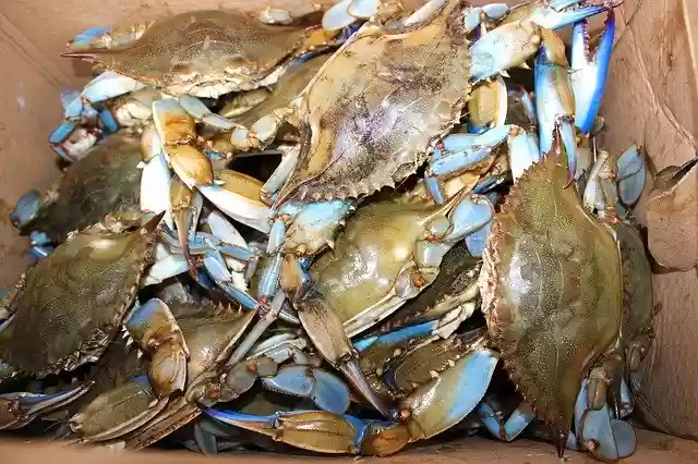 Free download Maryland Blue Crab Chesapeake -  free photo or picture to be edited with GIMP online image editor
