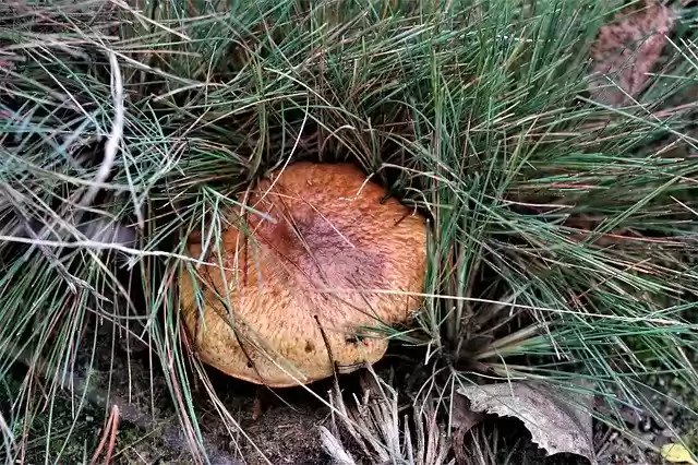 Free download Maslak Mushroom Autumn -  free free photo or picture to be edited with GIMP online image editor