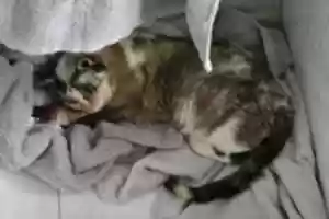 Free download Maybelline made herself a bed free photo or picture to be edited with GIMP online image editor