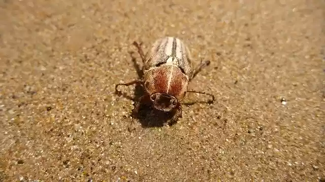 Free download Maybug Beetle Beach -  free photo or picture to be edited with GIMP online image editor