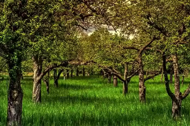 Free download May Spring Nature -  free photo or picture to be edited with GIMP online image editor