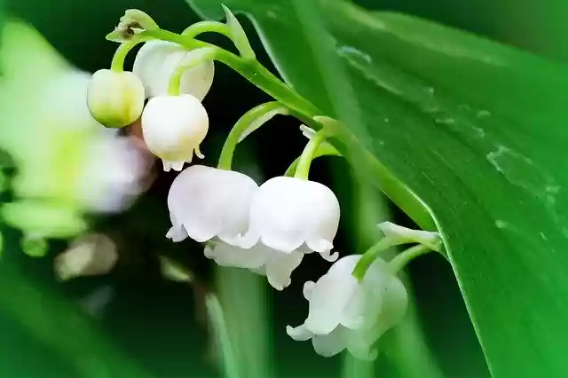 Free download May The Merry Month Of Lily -  free photo or picture to be edited with GIMP online image editor