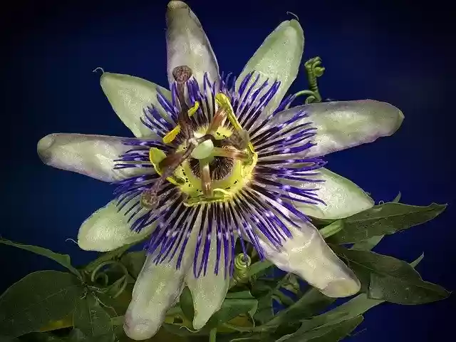 Free download Mburucuya White Petals Composite -  free photo or picture to be edited with GIMP online image editor