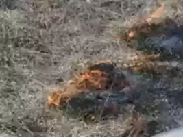 Free download McMaster Forest - Prairie Burn, May 1, 2018 free photo or picture to be edited with GIMP online image editor