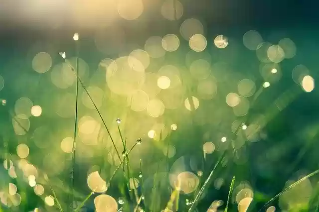 Free download meadow bokeh nature dew dewdrop free picture to be edited with GIMP free online image editor