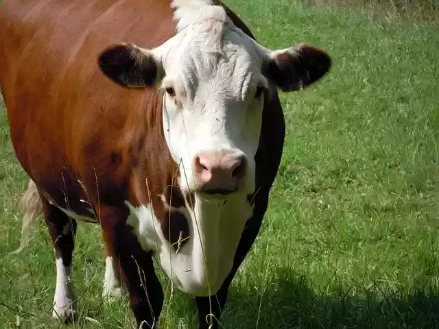 Free download Meadow Cow Colorful -  free photo or picture to be edited with GIMP online image editor