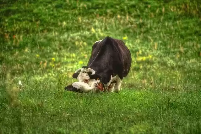 Free download Meadow Cow Stork -  free photo or picture to be edited with GIMP online image editor