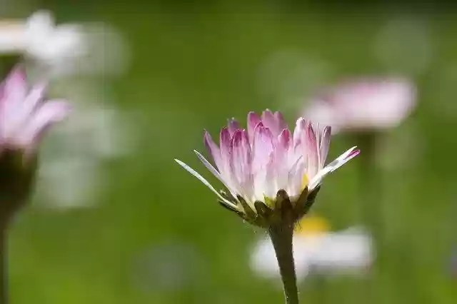 Libreng pag-download ng meadow daisy upang umunlad ang libreng larawan na ie-edit gamit ang GIMP na libreng online na editor ng imahe