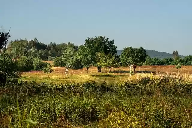 Free download Meadow Field Landscape -  free photo or picture to be edited with GIMP online image editor