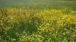 Free download Meadow Flowers Wind -  free video to be edited with OpenShot online video editor