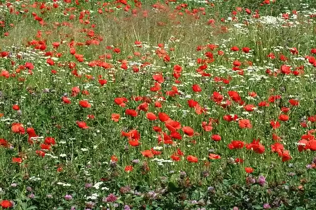Free download Meadow Nature Plant free photo template to be edited with GIMP online image editor