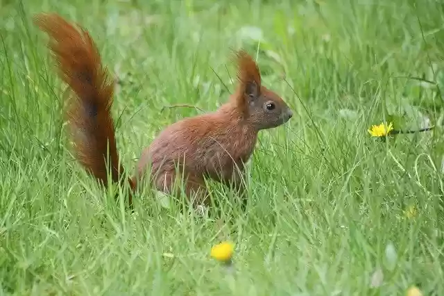 Free download meadow spring animal squirrel hh free picture to be edited with GIMP free online image editor