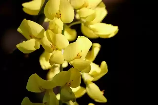 Free download mean golden rain laburnum gold rush free picture to be edited with GIMP free online image editor