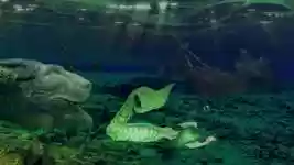 Free download Meditation Chill Mermaid Liberty -  free video to be edited with OpenShot online video editor