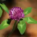 Medium Red Clover – Nature’s Blend of Beauty and Benefits  screen for extension Chrome web store in OffiDocs Chromium