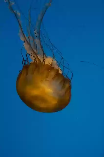 Free download Medusa Aquarium Jellyfish -  free photo or picture to be edited with GIMP online image editor