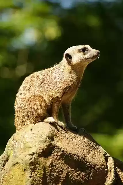 Free download Meerkat Animal Zoo -  free free photo or picture to be edited with GIMP online image editor