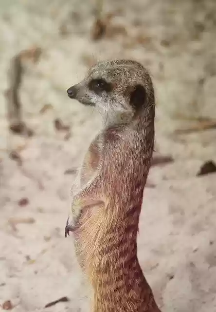 Free download Meerkat Curious Animal -  free photo or picture to be edited with GIMP online image editor