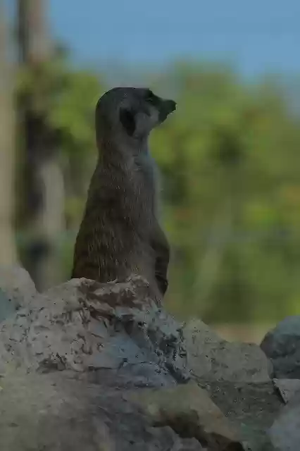 Free download Meerkat Rodent Animal -  free photo or picture to be edited with GIMP online image editor