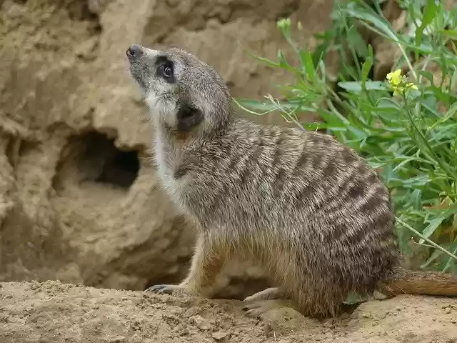 Free download Meerkat Wildlife Africa -  free photo or picture to be edited with GIMP online image editor