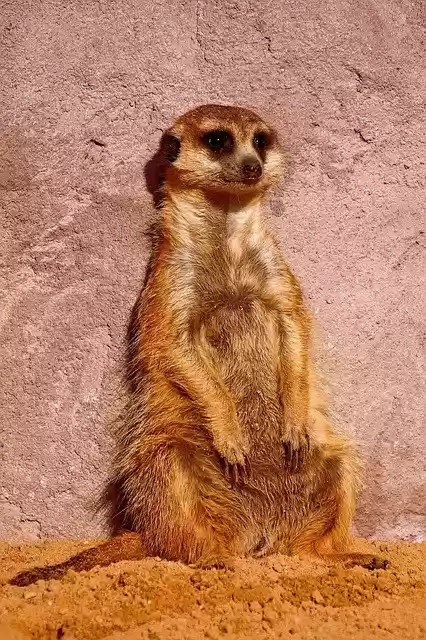 Free download Meerkat Zoo Mammal -  free photo or picture to be edited with GIMP online image editor