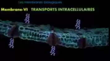 Free download Membrane-VI   TRANSPORTS INTRACELLULAIRES free photo or picture to be edited with GIMP online image editor