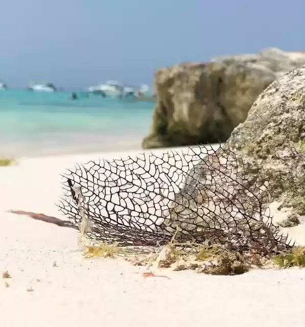 Free download Mexico Sand Beach -  free photo or picture to be edited with GIMP online image editor