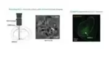 Free download microendoscope free photo or picture to be edited with GIMP online image editor
