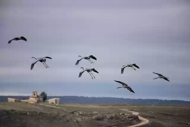 Free download Migration Cranes Spain -  free photo or picture to be edited with GIMP online image editor