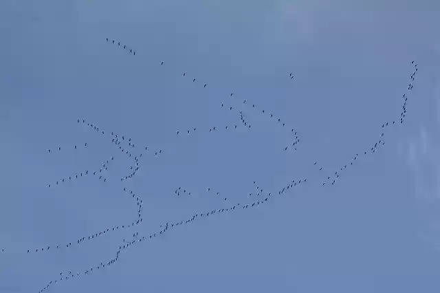 Free download Migratory Birds Bird -  free photo or picture to be edited with GIMP online image editor