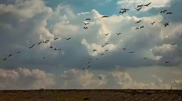 Free download Migratory Birds Sky Nature -  free free photo or picture to be edited with GIMP online image editor