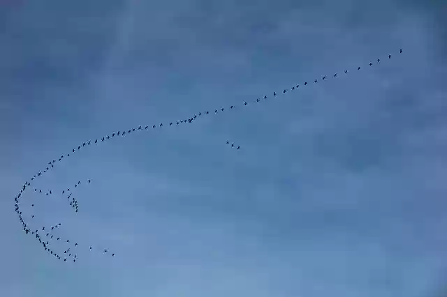Free download Migratory Birds Swarm Geese -  free photo or picture to be edited with GIMP online image editor