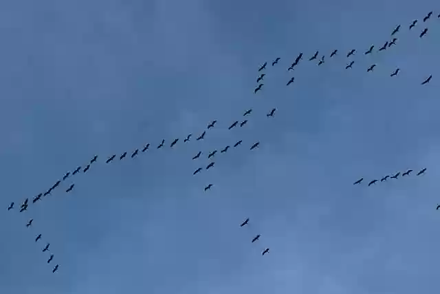 Free download migratory birds train of cranes free picture to be edited with GIMP free online image editor