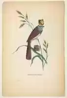 Free download Milliner Bird (Minnie Doyle), from The Comic Natural History of the Human Race free photo or picture to be edited with GIMP online image editor