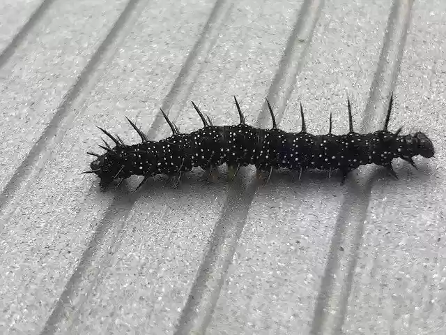 Free download Millipede Insect -  free photo or picture to be edited with GIMP online image editor