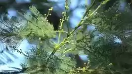 Free download Mimosa Bud Tree -  free video to be edited with OpenShot online video editor